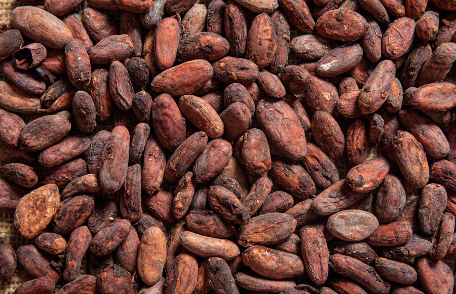 cacao industry