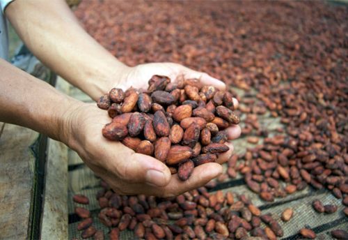 cocoa export